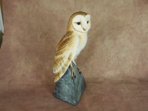 Barn Owl on Rock
