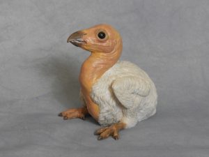 Condor Chick