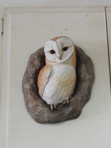 Knot Hole Owl