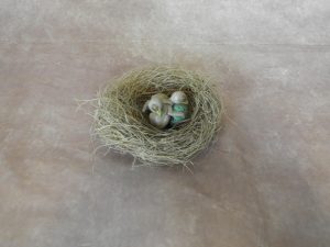 $75 - Scrub Jay Chicks w/ Nest - ~4” x 4”
